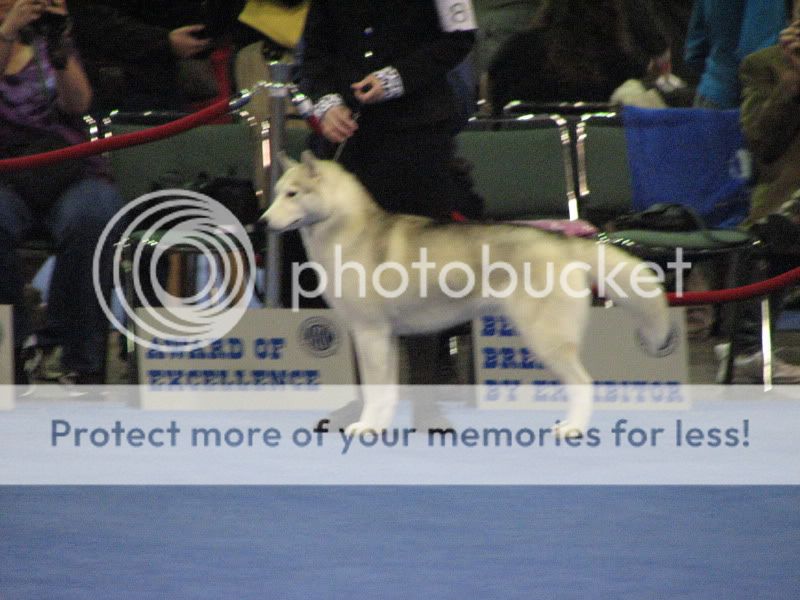 Went to the Eukanuba National Dog Show